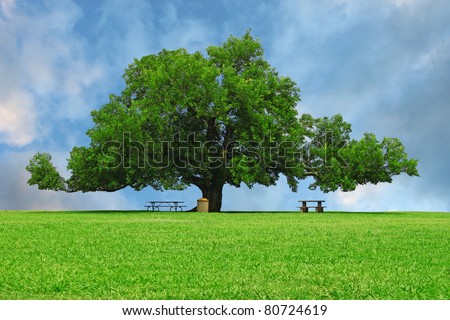 A large oak tree in a grass field in a park used as a shade tree for picnic tables on a gorgeous summer day with room for your text.