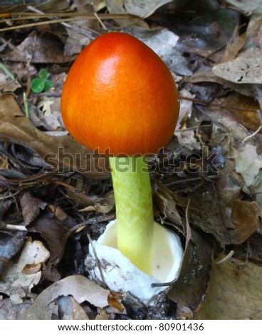 A newly emerged and growing Amanita Jacksonii edible mushroom among the leafy ground cover in the woods with room for your text.