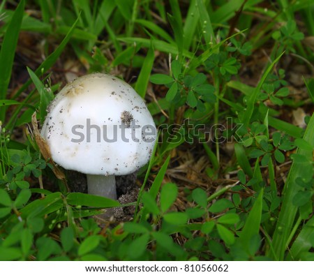 A newly emerging Amanita bisporigera destroying angel mushroom in the woods growing in the grass alongside other foliage with room for your text