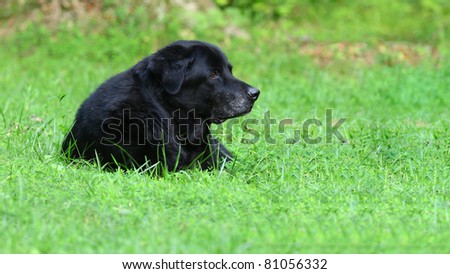 A profile of Sampson the old man black Labrador Retriever in the grass in the yard with room for your text.
