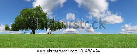 A pano of a large oak tree in a grass field in a park used as a shade tree for picnic tables on a gorgeous summer day with clouds and a gorgeous blue sky with room for your text.