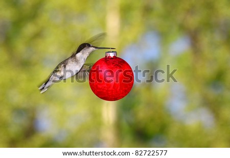 A female ruby throated hummingbird flying through the air carrying a Christmas ornament to be hung somewhere outside with room for your text