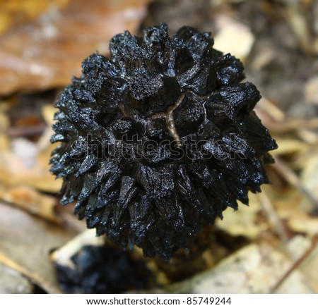 A closeup of a Black Truffle Mushroom fungus growing among the ground cover.