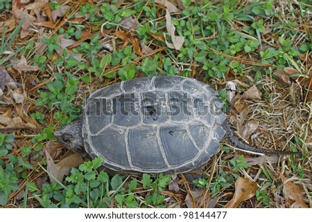 A common snapping turtle, (Chelydra serpentina) on his way through the grass in the early spring.