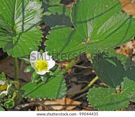 A strawberry flower bloom in spring using selective focus on the bloom