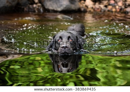 A black Newfoundland and Golden Retriever mixed-breed dog swimming in a lake.