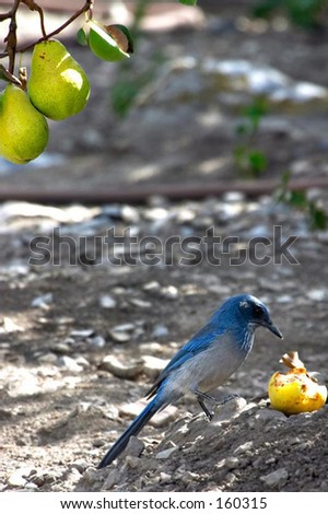 Bird Eating