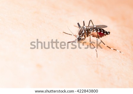 Aedes mosquito bite on skin. Mosquito is carrier of Malaria, Encephalitis, Dengue, Nipa and Zika virus.