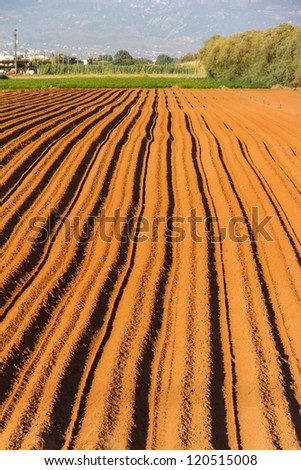 Rows of soil after planting of seeds in the afternoon sun