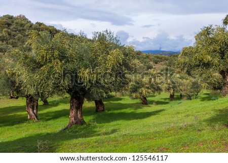 Olive oil trees full with olives in Greece in winter ready for harvest