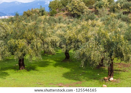 Olive oil trees full with olives in Greece in winter ready for harvest