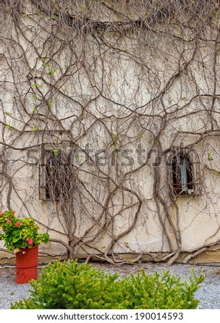 Climbing plant on wall in Greece