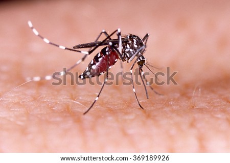 Zica virus aedes aegypti mosquito on human skin - Dengue, chikungunya fever, microcephaly