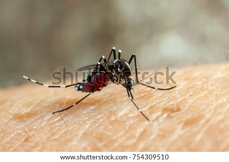 Dengue, zika, chikungunya and yellow fever mosquito (aedes aegypti) bitting human skin - drinking blood