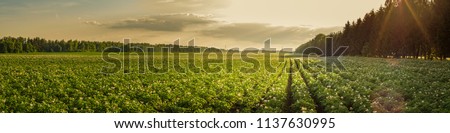summer agricultural landscape. a large potato field is illuminated by the rays of the setting sun