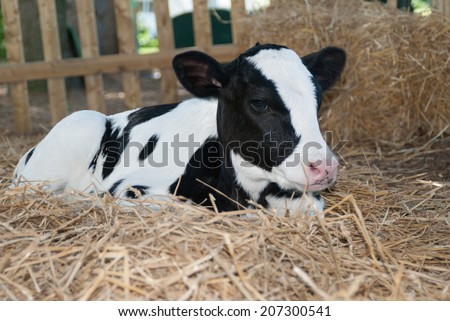 Calf laying down in straw Dairy Farm Cow Pennsylvania Holstein Cute Baby Animal