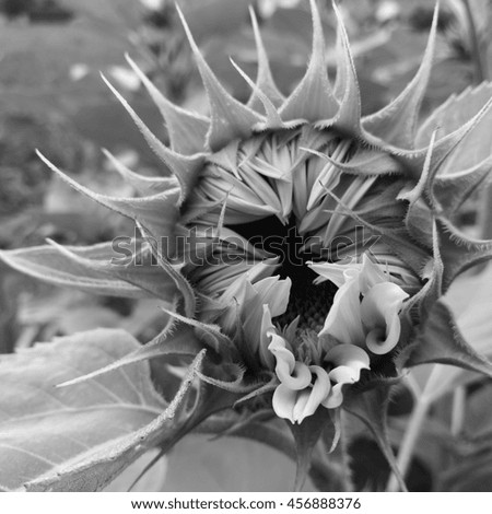 Sunflower is coming to bloom - photo made with monochrome camera