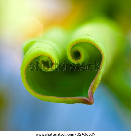 Lotus Heart (Heart shape formed by lotus baby leaf)
