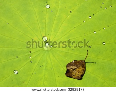 Fallen leaf and dew drops on lotus leaf