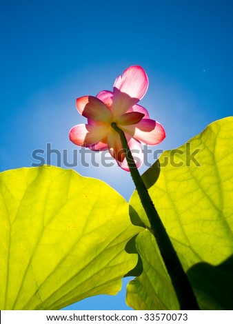 Lotus flower rise up to the sky