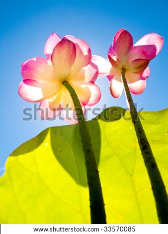 Two lotus flowers rise up to the sky