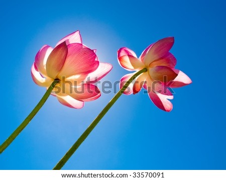 Two lotus flowers rise up to the sky