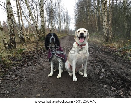 Golden Labrador retriever and a black and white springer spaniel sat down on a walk