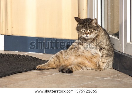 Lazy cat basking in the sun on the street. Fat cat.