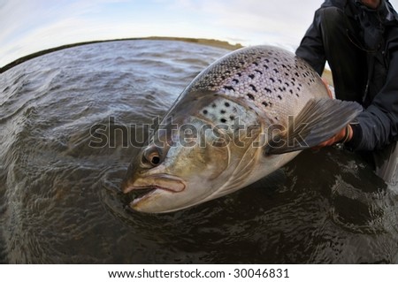 Sea Run Trout