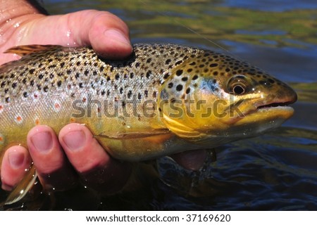 Beautiful brown trout, salmo trutta