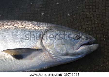 King salmon laying in net alive