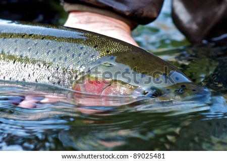 Beautiful steelhead trout caught while fly fishing