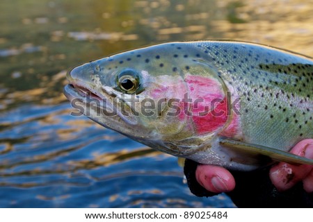 Beautiful steelhead trout caught while fly fishing