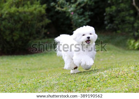 Maltese Dog Running / A white maltese dog running on green grass and plants background