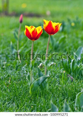 Twins tulips flowers