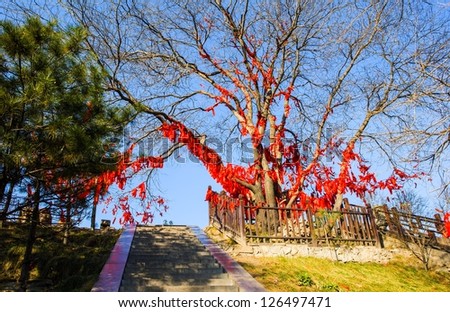 Prayer trees. The red strip of cloth was hanged on the tree by people for good  luck. Taken in the Mengshan Buddha scenic area.  It is located Southwest suburbs of Taiyuan, Shanxi, China.