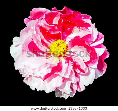Rare type peony on black background. The chinese name of flower chinese name is erqiao.
