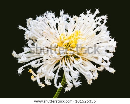 white Chrysanthemum on black background.