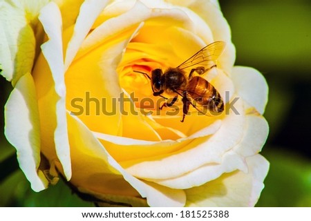 The rose and bee. The rose in the picture is chinese rose. In china, it is called YUEJI.