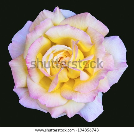 Chinese rose on black background. The flower`s chinese name is yueji.