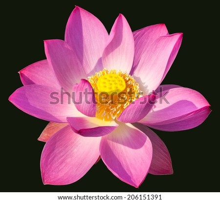 Lotus flower on black background.