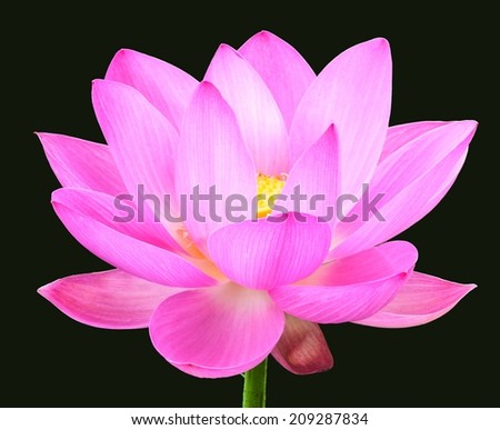 Lotus flower on black background.