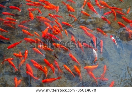 The view and admire red carps. Taken in the Dayan old town of Lijiang Yunnan China.