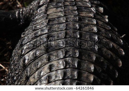 [Image: stock-photo-alligator-scales-seen-from-a...261846.jpg]