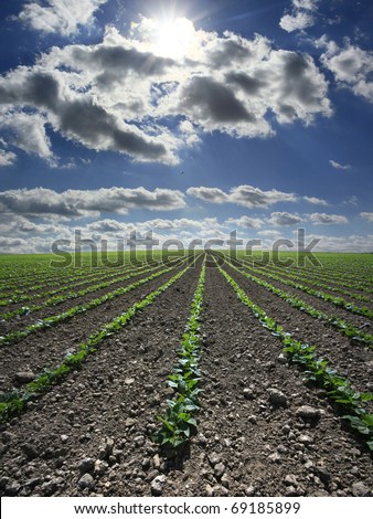 Extensive flat land green bean field