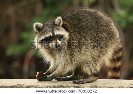 Cute raccoon nibbles a chocolate cookie