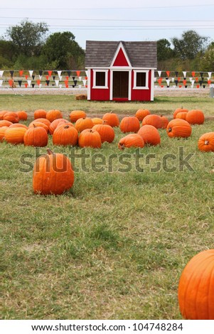 Small play house with pumpkins all around. Pumpkin patch season.