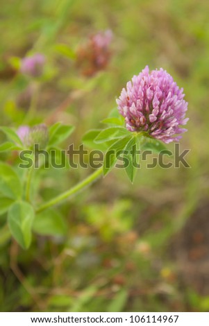 Red clover field at sunset