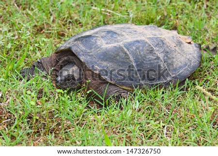 Large snapping turtle