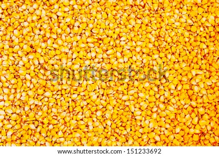 Golden lose corn for background